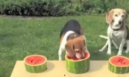 狗狗可以吃生老瓜吗视频