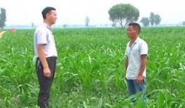 山东村干部视频吃瓜,乡村治理新视角