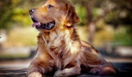 金毛吃牛角瓜小视频,萌态百出引网友热议