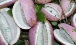 张宇吃八月瓜视频,趣味视频揭秘神秘果实魅力