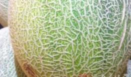 肠镜前可吃哈密瓜吗视频,哈密瓜可否食用揭秘