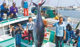 台北吃瓜渔民是谁啊视频,网络红人背后的故事