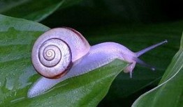 蜗牛吃瓜视频大全,趣味视频大全集锦