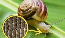 蜗牛吃瓜视频大全,趣味视频大全集锦