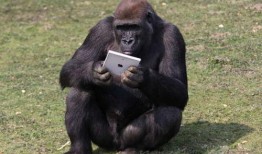 吃瓜吃成大猩猩视频,竟变身大猩猩！惊呆网友的神奇视频