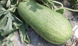 玉瓜老了怎样吃最好视频,探索美味新境界