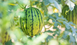 泰禾家园吃瓜事件视频,邻里纠纷视频曝光，真相引发热议