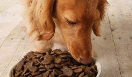 狗狗吃凉瓜黄豆好吗视频,狗狗食用凉瓜黄豆的安全性探讨