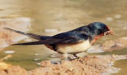 燕子吃白瓜吗会死吗视频,揭秘生死之谜