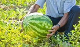 广西藤县吃瓜事件视频,一场引发热议的街头冲突瞬间