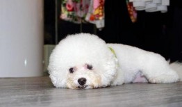 比熊可以吃蒲瓜嘛视频,蒲瓜的适宜性探讨