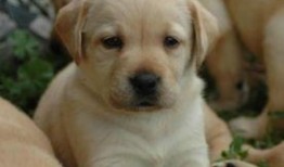 吃瓜拉布拉多打架视频,吃瓜群众现场围观