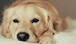 金毛吃牛角瓜小视频,萌态百出引网友热议