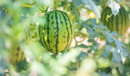 长花纹瓜怎么吃才好吃视频