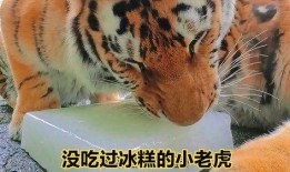 三只小老虎吃瓜视频大全,萌态十足视频大盘点