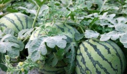 老瓜种怎么吃才好吃视频,视频揭秘美味老瓜的烹饪秘诀