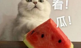 小美和小帅的吃瓜视频大全,揭秘娱乐圈幕后故事