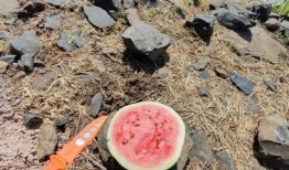 风景吃瓜视频,畅游视觉盛宴与美食诱惑