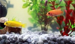 鱼缸吃瓜视频,揭秘水下生物的趣味瞬间