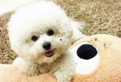 比熊可以吃蒲瓜嘛视频,蒲瓜的适宜性探讨