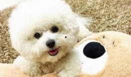 比熊可以吃蒲瓜嘛视频,蒲瓜的适宜性探讨