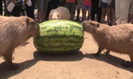 最新吃瓜机器视频,视频内容深度解析