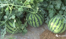 吃瓜群众抢鲜西瓜视频,吃瓜群众抢鲜西瓜视频，夏日清凉一夏