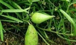 吃地梢瓜小视频大全图片,视频大全中的美味瞬间