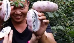 摘八月瓜吃的视频播放