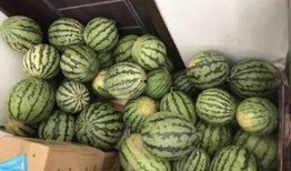 镇江吃瓜大全视频,吃瓜大全视频带你领略特色瓜果盛宴