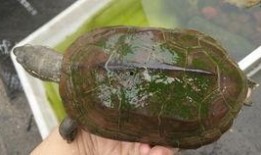 草龟可以吃白瓜吗视频,白瓜是否适宜作为其食物来源？