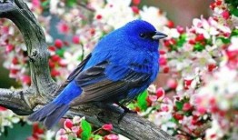 小鸟吃瓜配音片段视频,趣味配音演绎瓜熟蒂落瞬间