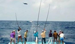 午时吃瓜钓鱼视频,一场别开生面的夏日休闲时光