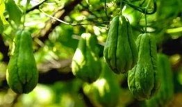 网红吃佛手瓜视频大全,佛手瓜美食盛宴，视频大全带你领略美味瞬间