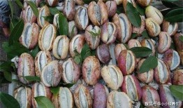 张宇吃八月瓜视频,趣味视频揭秘神秘果实魅力