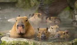 日本水豚吃瓜比赛视频,萌宠大作战