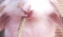 宠物兔子吃瓜视频大全,笑料十足视频大全