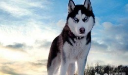 哈士奇吃瓜视频搞笑,笑料百出，萌宠搞笑瞬间