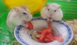 卧槽吃瓜视频完整,揭秘娱乐圈幕后真相，带你领略明星们的真实生活