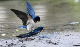 燕子吃白瓜吗会死吗视频,揭秘生死之谜