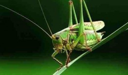 蝈蝈吃八月瓜视频大全集,跟随蝈蝈探寻瓜果乐园