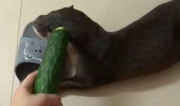 坐着吃瓜的视频,揭秘坐着吃瓜的流行趋势