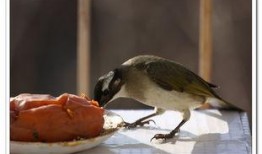吃瓜小鸟的视频,揭秘视频中的趣味瞬间