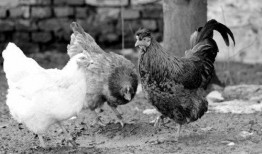 母鸡吃瓜下蛋吗视频下载,视频揭秘神奇现象