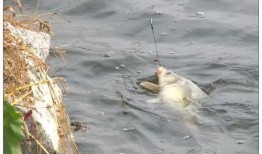 午时吃瓜钓鱼视频,一场别开生面的夏日休闲时光