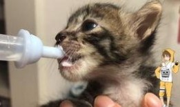 大猫吃瓜爆料视频,揭秘娱乐圈幕后真相