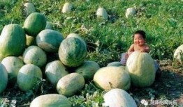 山东村干部视频吃瓜,乡村治理新视角