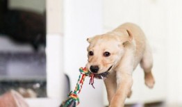 狗吃生瓜好不好吃呢视频,美味还是挑战？