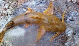 面瓜鱼水下吃饵视频播放,揭秘神秘水下猎手捕食技巧