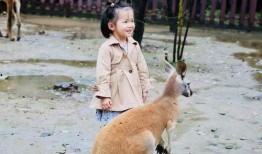 野生动物吃瓜视频播放,揭秘自然界的趣味瞬间